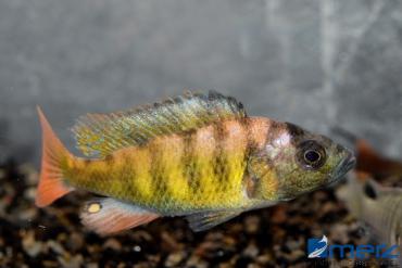 Haplochromis "CH 44"